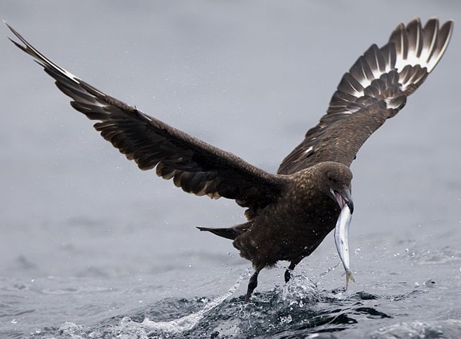 Catharacta antarctica (Subantarctic skua)