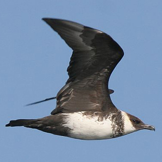 Stercorarius pomarinus (Pomarine jaeger, Pomarine skua) 