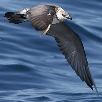 Stercorarius longicaudus (Long-tailed jaeger, Long-tailed skua)