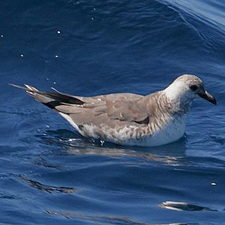 Stercorarius longicaudus (Long-tailed jaeger, Long-tailed skua)
