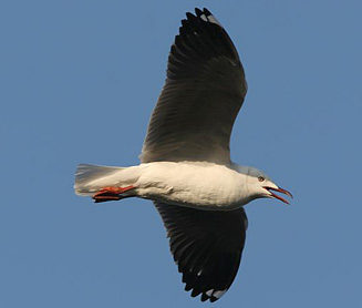 Larus cirrocephalus (Grey-headed gull) 