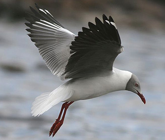 Larus cirrocephalus (Grey-headed gull) 