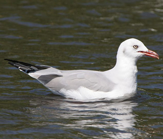 Larus cirrocephalus (Grey-headed gull) 