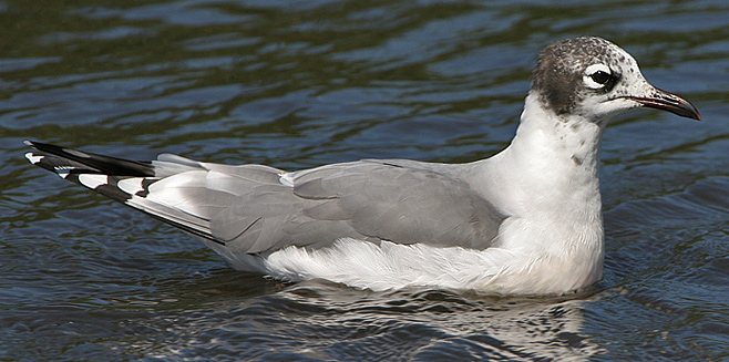 Larus pipixcan (Franklin's gull)