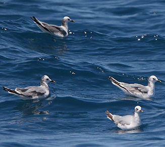 Larus sabini (Sabine's gull) 
