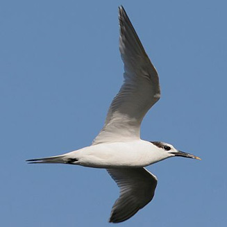 Sterna sandvicensis (Sandwich tern)
