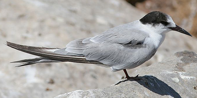 Sterna hirundo (Common tern)&nbsp;