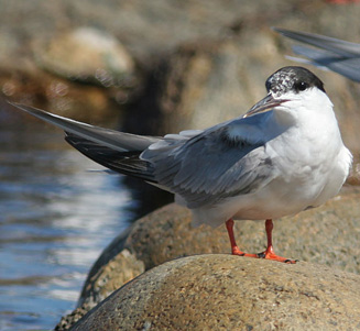 Sterna hirundo (Common tern)&nbsp;