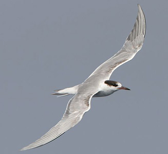 Sterna hirundo (Common tern)&nbsp;