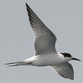 Sterna paradisaea (Arctic tern)