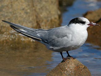 Sterna vittata (Antarctic tern)