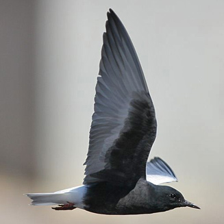 Chlidonias leucopterus (White-winged tern) 