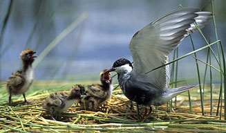 Chlidonias hybrida (Whiskered tern)