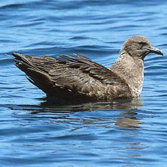 Catharacta maccormicki (South polar skua)