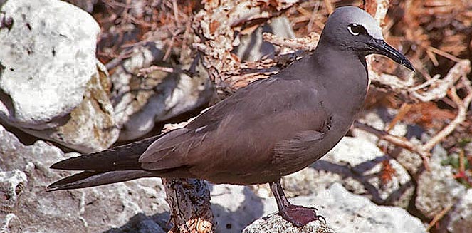 Anous stolidus (Brown noddy, Common noddy) 