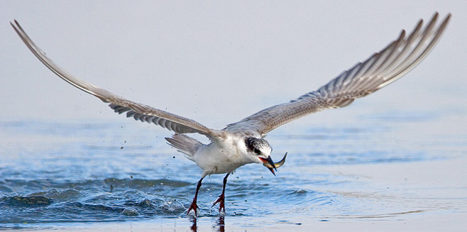 Chlidonias hybrida (Whiskered tern)