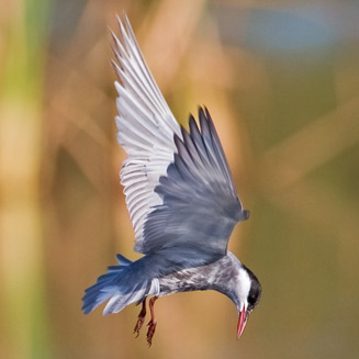 Chlidonias hybrida (Whiskered tern)