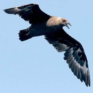 Catharacta maccormicki (South polar skua)