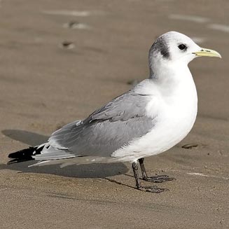 Rissa tridactyla (Black-legged kittiwake) 