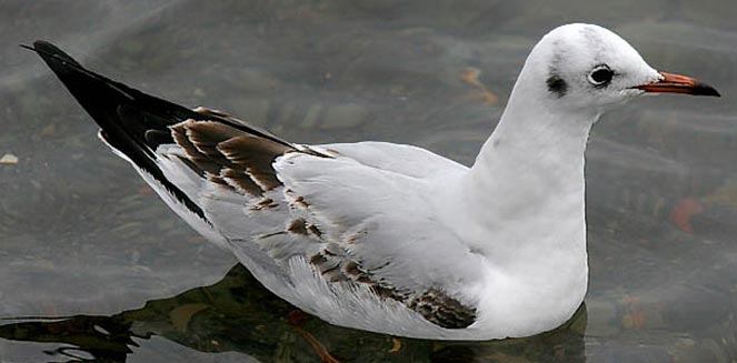 Larus ridibundus (Common black-headed gull, Black-headed gull) 