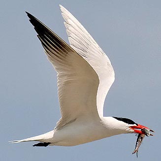 Sterna caspia (Caspian tern) 