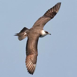 Stercorarius parasiticus (Parasitic jaeger, Arctic skua)