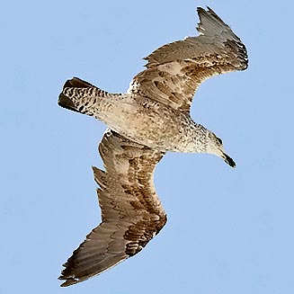 Larus dominicanus (Kelp Gull, Southern black-backed gull)