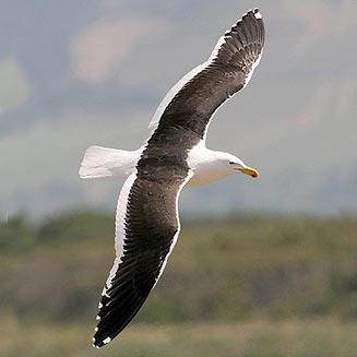 Larus dominicanus (Kelp Gull, Southern black-backed gull)