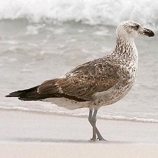 Larus dominicanus (Kelp Gull, Southern black-backed gull)