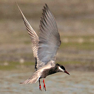 Chlidonias hybrida (Whiskered tern) 