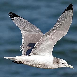 Rissa tridactyla (Black-legged kittiwake) 