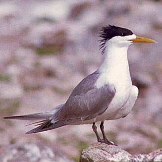 Sterna bergii (Swift tern)