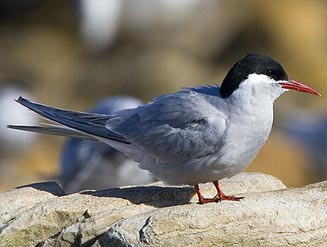Sterna vittata (Antarctic tern)
