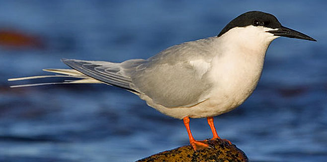Sterna dougallii (Roseate tern) 