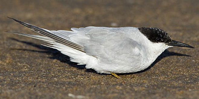 Sterna balaenarum (Damara tern) 