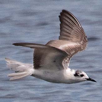 Chlidonias leucopterus (White-winged tern) 