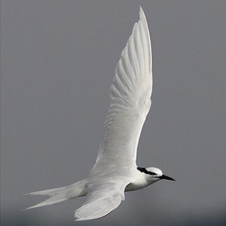 Sterna sumatrana (Black-naped tern) 