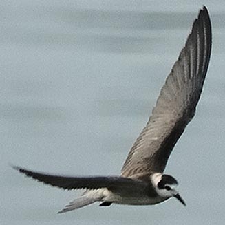 Chlidonias niger (Black tern) 