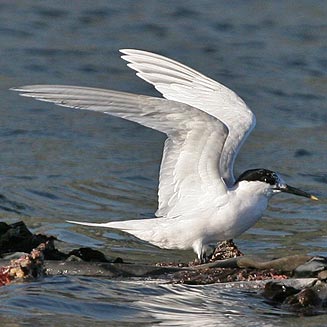 Sterna sandvicensis (Sandwich tern)