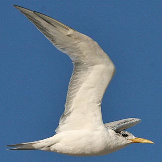 Sterna bergii (Swift tern)