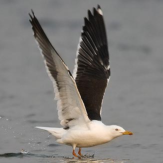 Larus fuscus (Lesser black-backed gull)
