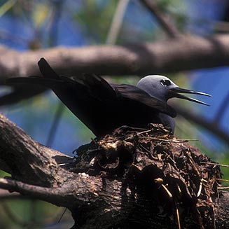 Anous tenuirostris (Lesser noddy)