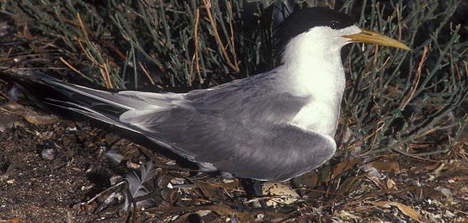 Sterna bergii (Swift tern)