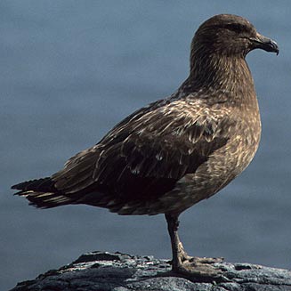 Catharacta antarctica (Subantarctic skua)