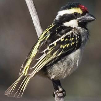 Tricholaema leucomelas (Acacia pied barbet, Pied barbet) 