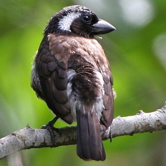 Stactolaema leucotis (White-eared barbet) 