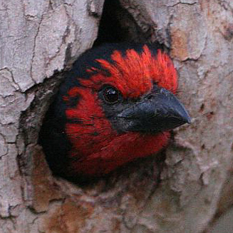 Lybius torquatus (Black-collared barbet)