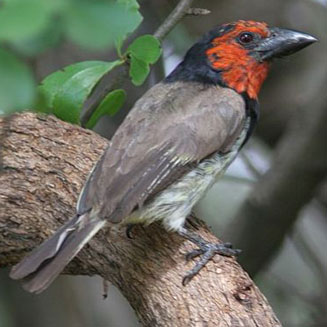 Lybius torquatus (Black-collared barbet) 