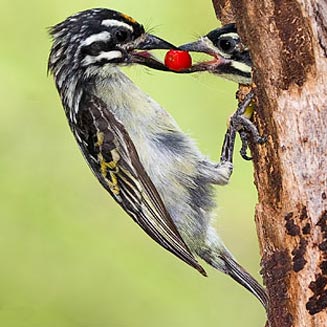 Pogoniulus chrysoconus (Yellow-fronted tinkerbird, Yellow-fronted tinker barbet) 