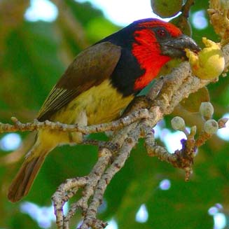 Lybius torquatus (Black-collared barbet) 